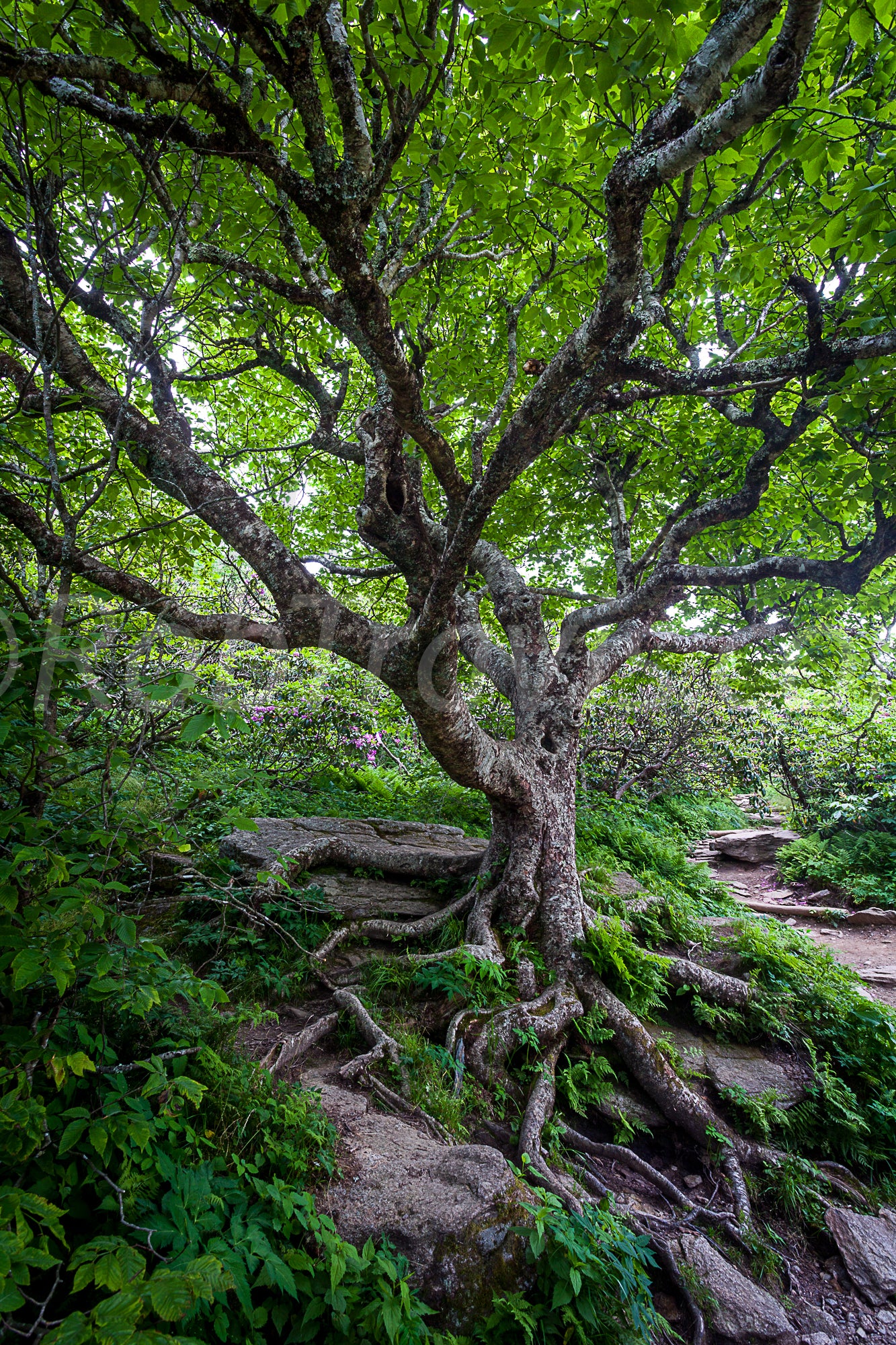 Beech Tree At Craggy by Rob Travis