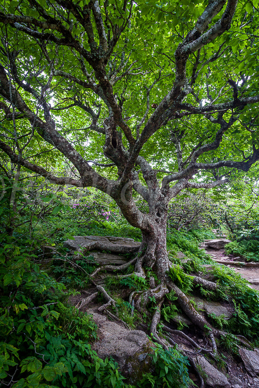 Beech Tree At Craggy by Rob Travis