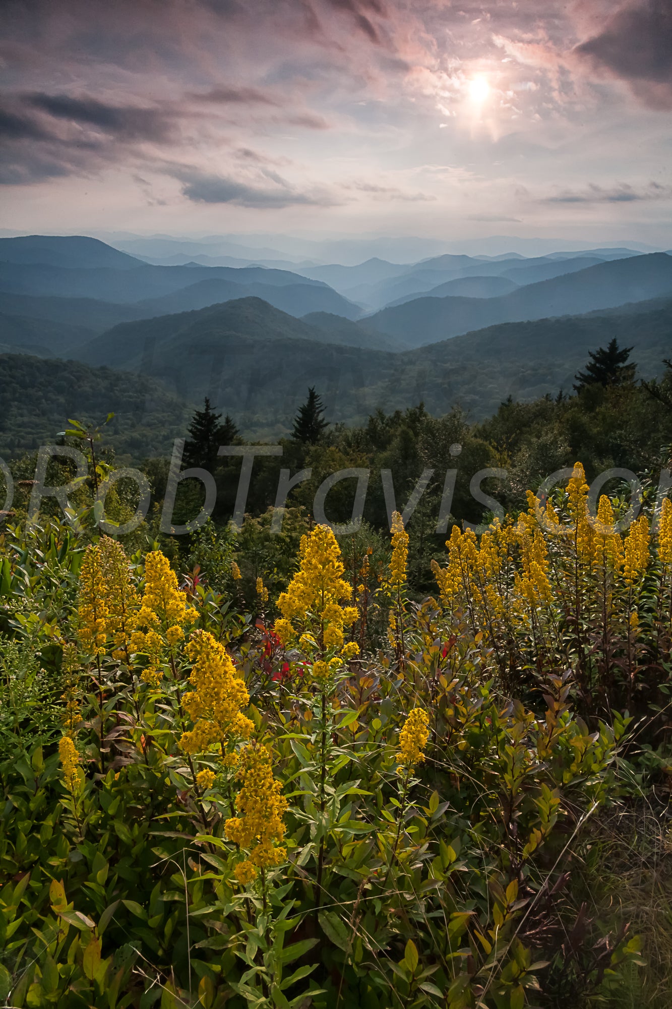 Future Bouquest by Rob Travis