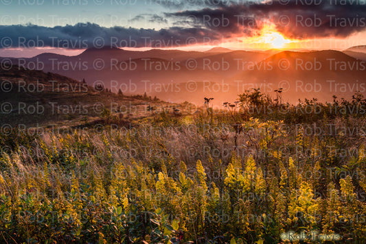Golden Glory by Rob Travis