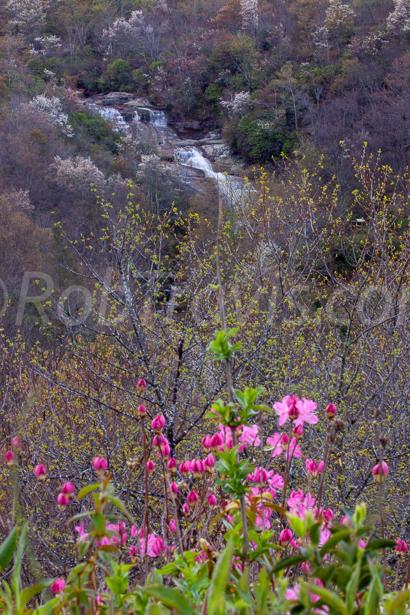 Falls at Graveyard Fields - Portrait View - by Rob Travis