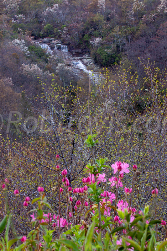 Falls at Graveyard Fields - Portrait View - by Rob Travis