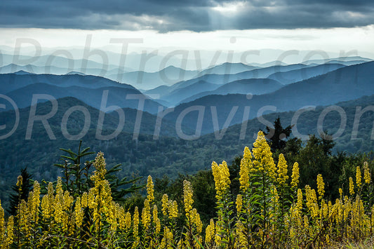 Mountains and Flowers by Rob Travis