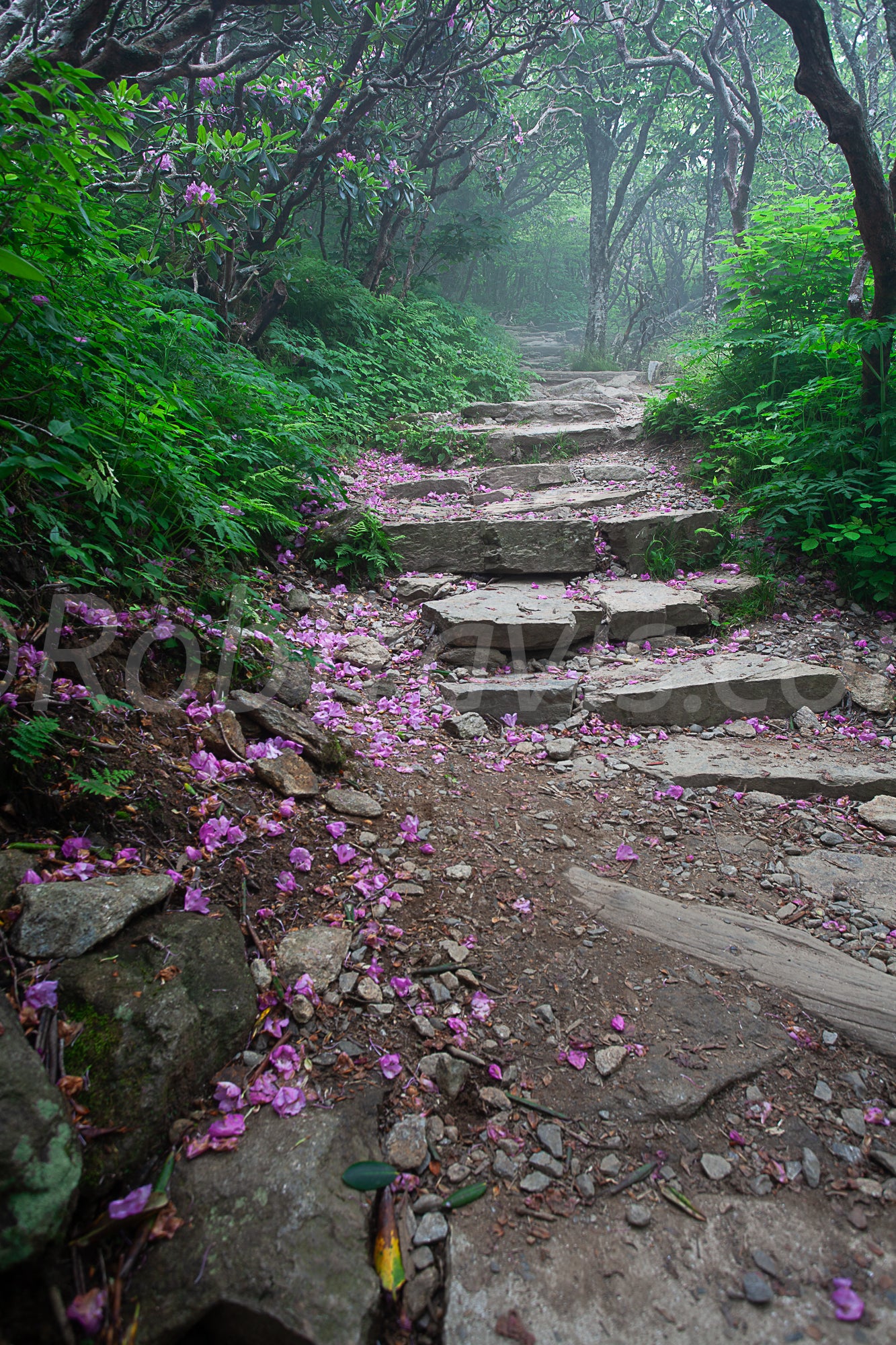 Petalled Path by Rob Travis