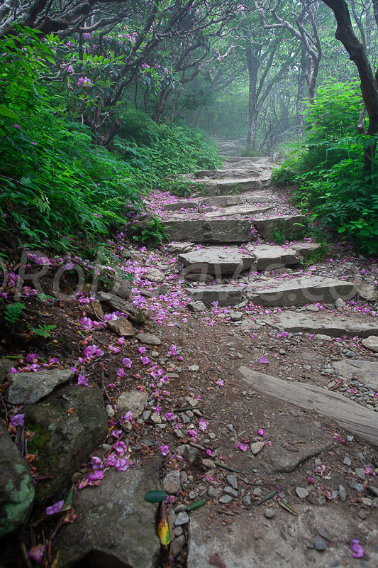 Petalled Path by Rob Travis