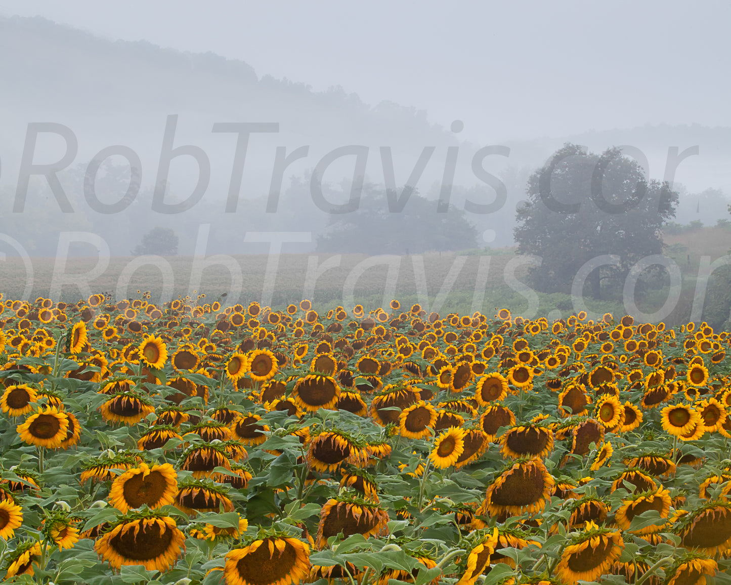 Sunflower Morn by Rob Travis