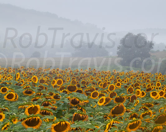 Sunflower Morn by Rob Travis